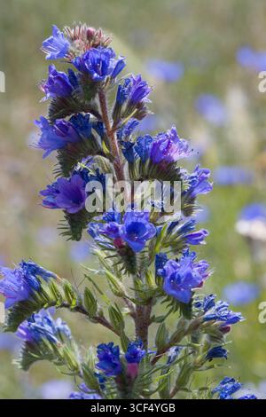 Viper Bugloss (Echium vulgare) - blühende Pflanze Stockfoto