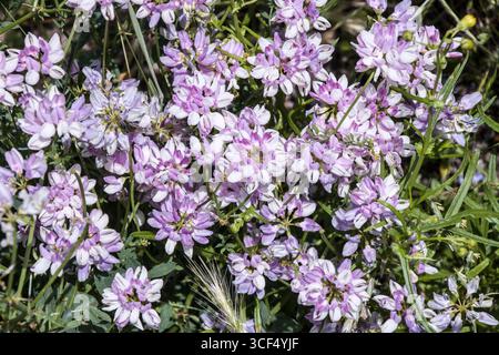 Bunte Kronenvetch (Securigera varia), Syn. Coronilla varia Stockfoto