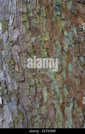 Nahaufnahme einer Baumrinde mit Flechten, Platanen, Acer pseudoplatanus L., Hintergrundbild Stockfoto