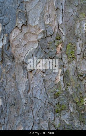 Nahaufnahme einer Baumrinde mit Flechten, Platanen, Acer pseudoplatanus L., Hintergrundbild Stockfoto