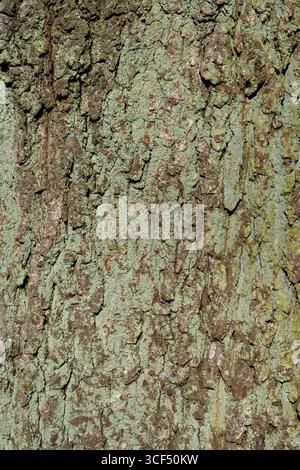 Nahaufnahme einer Baumrinde mit Flechten, Stieleiche, Quercus robur, Hintergrundbild Stockfoto