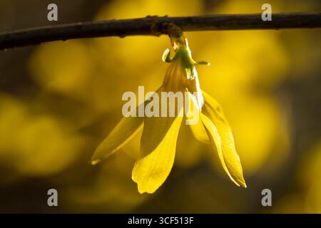 Blühende Forsythia (Forsythia), goldene Glocke, Zweig Stockfoto