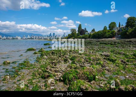 Algen entlang der Küste am Linnea Beach in Point Grey, Vancouver, BC, mit dem Stadtzentrum geradeaus. Stockfoto