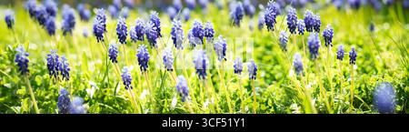 Blühende lila Traubenhyazinthen auf Blumenwiese. Blumen und Garten im Frühling. Horizontaler, sonniger Hintergrund für Gartenarbeit und Umwelt. Stockfoto