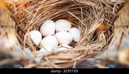 Frische weiße Hühnereier draußen in einem Strohnest. Stockfoto