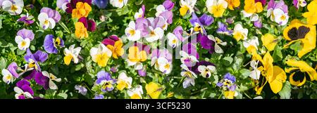 Blumenbeet mit bunten Stiefmütterchen im Frühling. Horizontaler Federhintergrund. Stockfoto