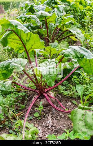 Rote Bete wächst in einem Gemüsegarten, England, Großbritannien Stockfoto