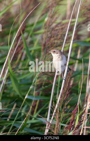 Weißroat (Sylvia communis) im Schilf auf Juist, Ostfriesische Inseln, Deutschland. Stockfoto