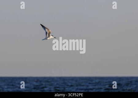 Sandwichseeschwalbe (Thalasseus sandvicensis) im Flug über den Strand von Juist, Ostfriesische Inseln, Deutschland. Stockfoto