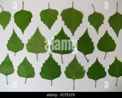 Gepresste Birkenblätter in einer Reihe auf einem weißen Blatt Papier gelegt Stockfoto