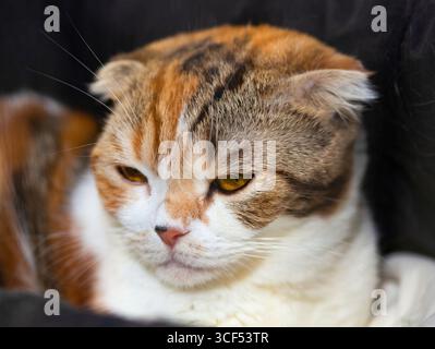 Porträt eines Scottish Fold Katze. Stockfoto