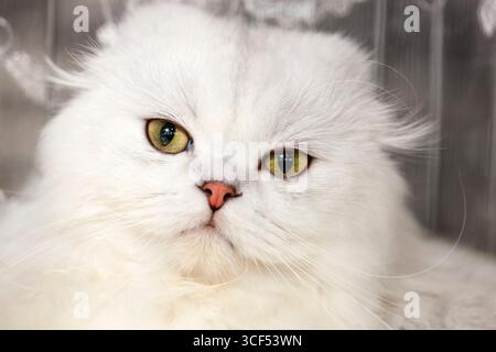 Porträt einer Norwegischen Waldkatze von weißer Farbe. Stockfoto