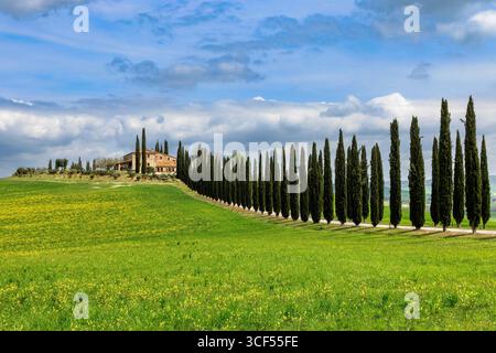 Haus mit Zypressenallee im Frühling im Val d Orcia in der Toskana, Italien. Stockfoto