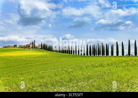 Haus mit Zypressenallee im Frühling im Val d Orcia in der Toskana, Italien. Stockfoto