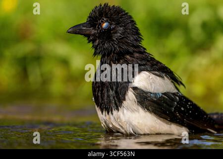 Gemeine Elster (Pica pica) Stockfoto