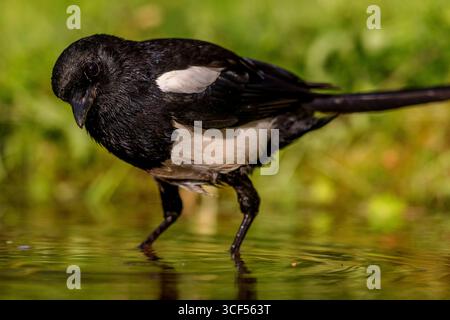 Gemeine Elster (Pica pica) Stockfoto