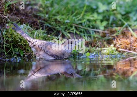 Eurasische Mönchsgrasmücke (Sylvia Atricapilla) Stockfoto