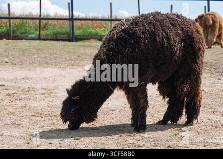 Ein großes schwarzes Schaf weidet auf Gras auf einem Feld. Das Schaf hat ein langes, zotteliges Fell und frisst das Gras mit seinem Mund. Das Feld lautet Stockfoto