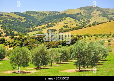 Old French Road Olive Grove, Akaroa Harbour, Banks Peninsula, Canterbury, Neuseeland Stockfoto