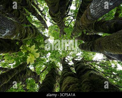 Künstlerische abstrakte Naturfotos von Ahornbaumstämmen, die in Richtung Himmel reichen und sie mit einem Baldachin aus grünen Ahornblättern bedecken. Hohe Baumspitzen Stockfoto