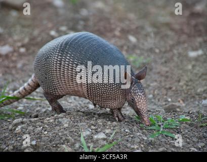 Neun-Banded Armadillo Feeds in Florida Wetland. Stockfoto