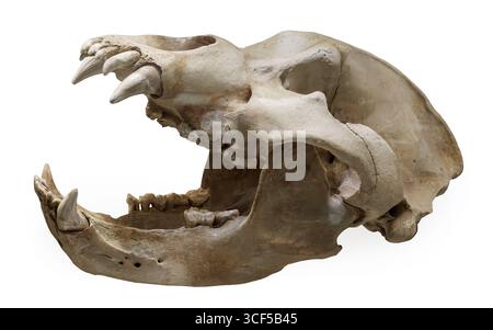 Höhlenbär (Ursus spelaeus), Mittel- bis Spätpleistozän, „Höhle der Knochen“, Südwestkarpaten, Rumänien. Stockfoto