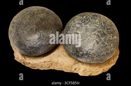 Ornithopod-Dinosauriereier (Replik), Kreidezeit (vor 83–74 Millionen Jahren), Mongolei und China Stockfoto