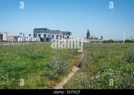 Die Kölner Skyline mit Dom und Kranhäuser von der blühenden Poller Wiesen aus gesehen Stockfoto