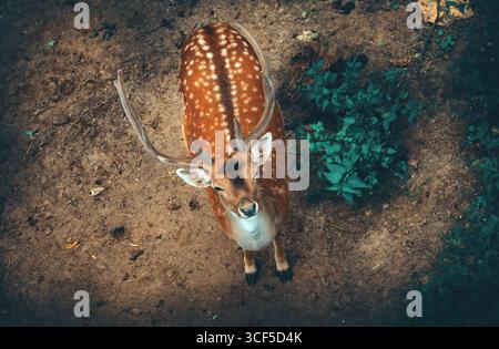 Tiergefleckte Rehe mit Hörnern, die nach oben schauen Stockfoto