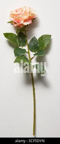 Rose Orange isolierter Naturstudio Hintergrund mit Schneidepfad Stockfoto