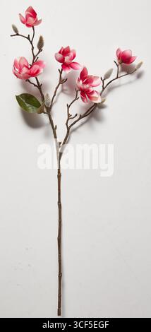 Strauß aus kleinen roten und weißen Blumenblättern isolierter Naturhintergrund mit Schneidepfad Stockfoto