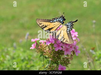 Wunderschöner weiblicher Osttigerschwalbenschwanz-Schmetterling, der Nektar von einer rosa großen Phlox-Blume im sonnigen Sommergarten bekommt Stockfoto