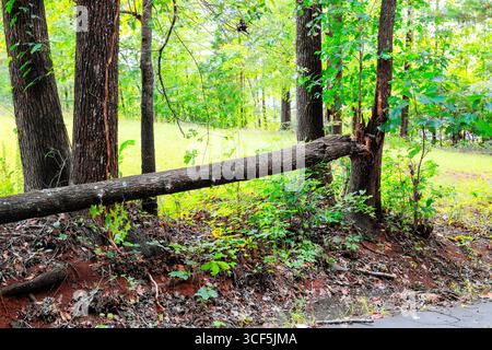 Große umgestürzte Bäume liegen auf dem Boden in lebendiger Waldlandschaft, umgeben von Grün. Stockfoto
