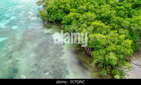 Atemberaubende Aussicht auf üppige Mangrovenbäume entlang der Küste von Rosario Island, Cartagena, Kolumbien, mit lebendigem Grün und klarem Wasser. Stockfoto