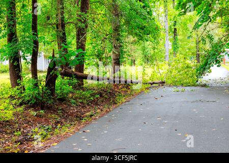 Ein großer Baum liegt auf einer ruhigen Straße, umgeben von üppigem Grün in einer friedlichen natürlichen Umgebung. Stockfoto