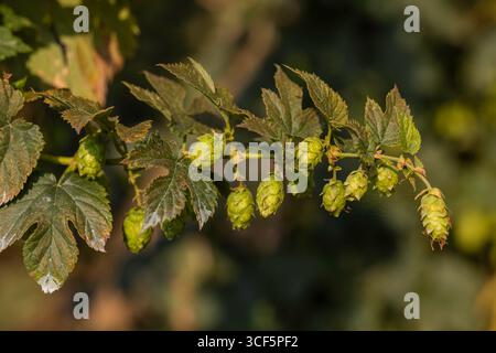 Nahaufnahme von grünen Hopfenzapfen und Blättern auf einer Humulus-lupulus-Blume, natürliches weiches Bokeh-Hintergrund, spätsommerreife, geringe Tiefe des Feldes Stockfoto
