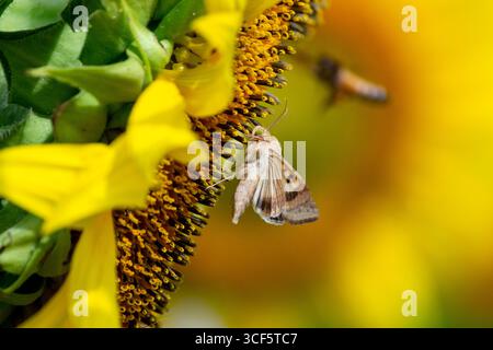 Motten sammeln Nektar von Sonnenblumen Stockfoto