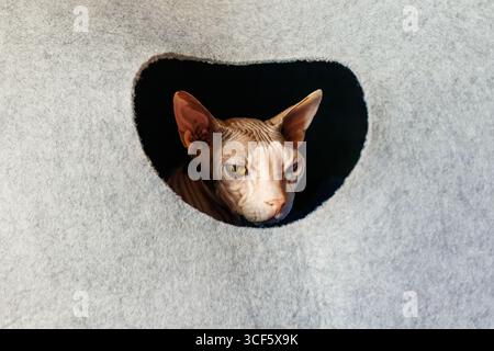 Haarlose sphynx-Katze mit grünen Augen, die durch ein rundes Loch in einem weichen, grauen Filzkatzenhaus hinausschaut, Haustierszene. Stockfoto
