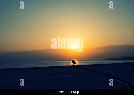 Vogelsilhouette bei Sonnenaufgang Mittelmeer Beirut Libanon Mittlerer Osten Stockfoto