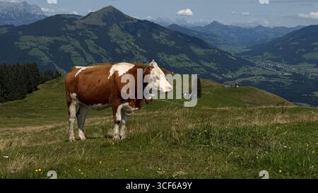 Stier weidet friedlich auf einer üppigen Weide mit einer atemberaubenden Bergkette im Hintergrund. Die ruhige Landschaft unterstreicht die Harmonie der Natur Stockfoto