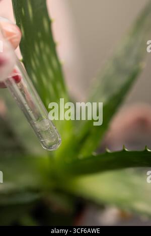 Ein Forscher führt eine Studie mit einer Aloe-Pflanze durch, in der der Extraktionsprozess im Labor hervorgehoben wird. Das Experiment konzentriert sich auf die verschiedenen Anwendungen der Pflanze in der Naturmedizin. Stockfoto