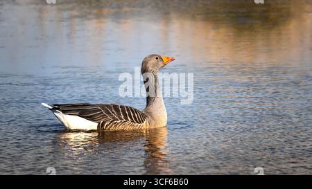 Graugans auf See schwimmen Stockfoto
