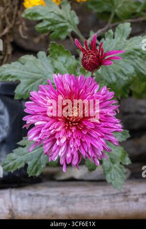 Leuchtend violette und rote Blumen wachsen in einem Garten in Darjeeling, Indien Stockfoto