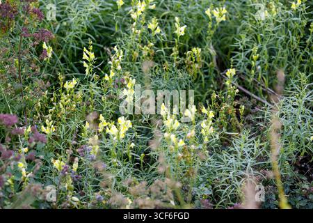 Nahaufnahme von gelben toadflax-Blüten und verschiedenen anderen Pflanzen und Laub im Garten, dicht angeordnet und fokussiert. Stockfoto