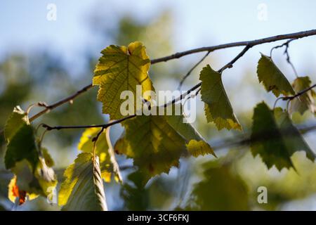 Nahaufnahme von hellgrünen bis gelbgrünen Blättern auf einem dünnen braunen Zweig mit einem unscharfen Hintergrund aus Blau und Grün. Stockfoto