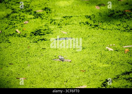 Ein Wasserkörper ist fast vollständig mit hellgrünem Entenkraut bedeckt. Einige gefallene Blätter und Trümmer sind auf der Oberfläche verstreut. Stockfoto