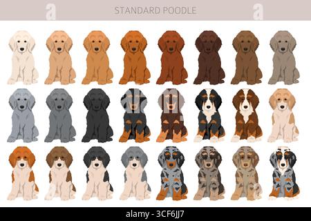 Standard-Pudel-Hunde-Clipart. Alle Lackfarben festgelegt. Vektorabbildung Stock Vektor