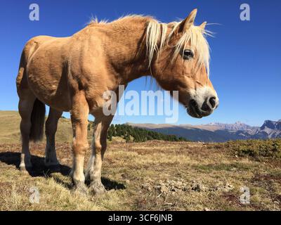 Haflinger Pferd auf Almwiesen mit Dolomiten im Hintergrund, Kastelruth, Südtirol, Italien. Legendäre Bergrasse. Stockfoto