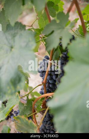 Reife rote Trauben, die von den Reben in italienischen Weinbergen hängen. Stockfoto
