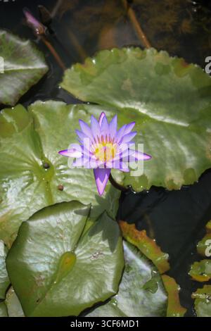 Ein Paar leuchtend rosa Blumen in einer Nahaufnahme Stockfoto